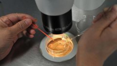 专家揭秘：要取多少颗卵才能成功生下一个孩子？