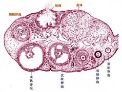 为什么不排卵？
