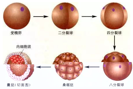囊胚发育过程