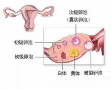正常月经周期卵泡发育超声表现